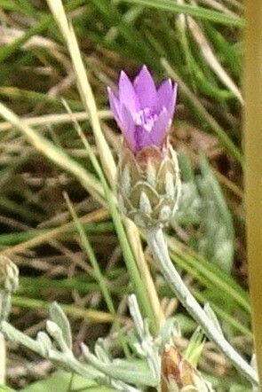 Xeranthemum cylindraceum flower