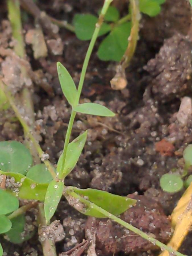 Silene cretica — search result for 'Silene'