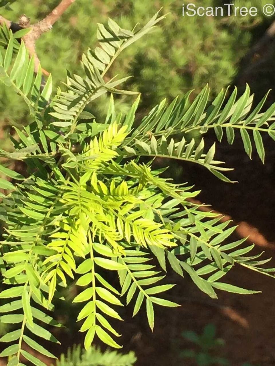 Kirkia wilmsii — search result for 'Syringa'