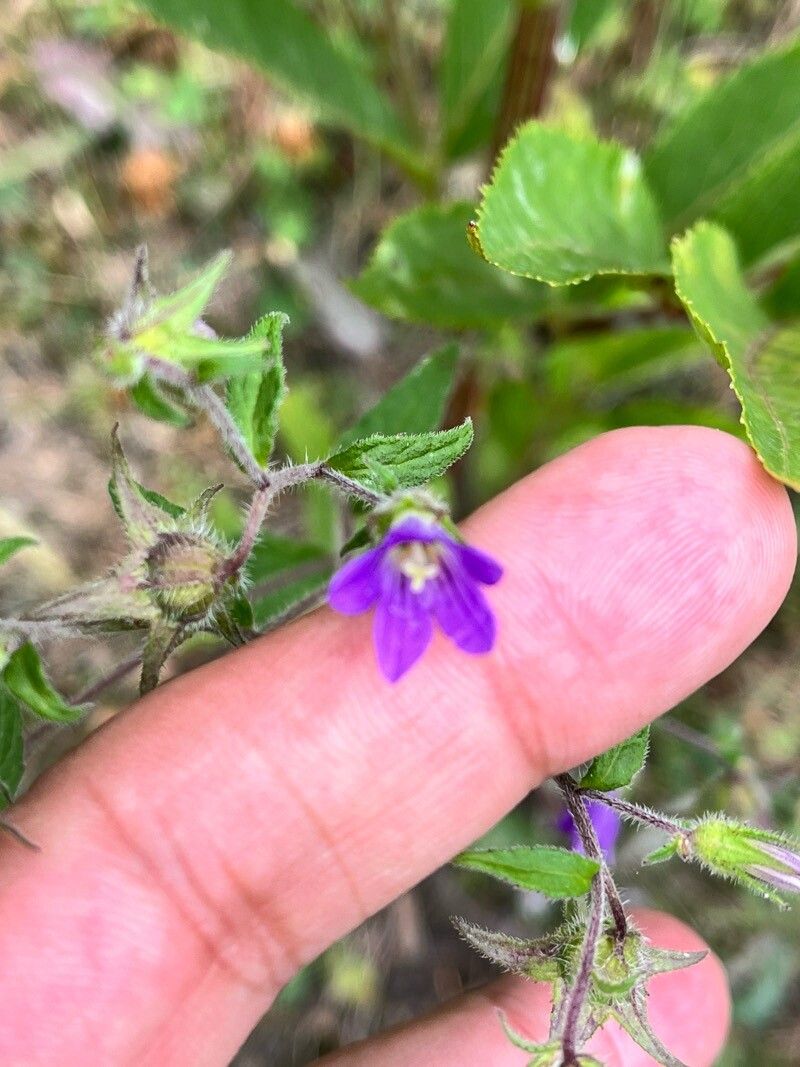 Campanula pallida flower