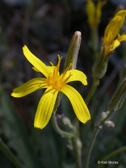 Crepis pleurocarpa — houseplant care guide