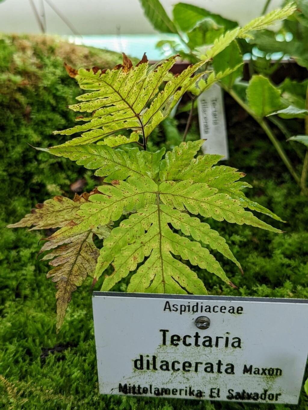 Tectaria cicutaria — houseplant care guide