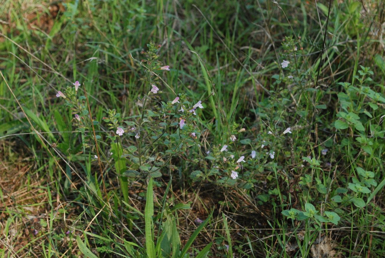 Clinopodium ascendens habit