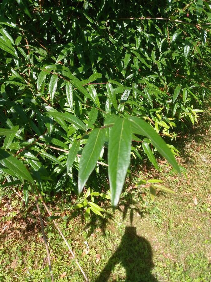 Lonicera standishii leaf