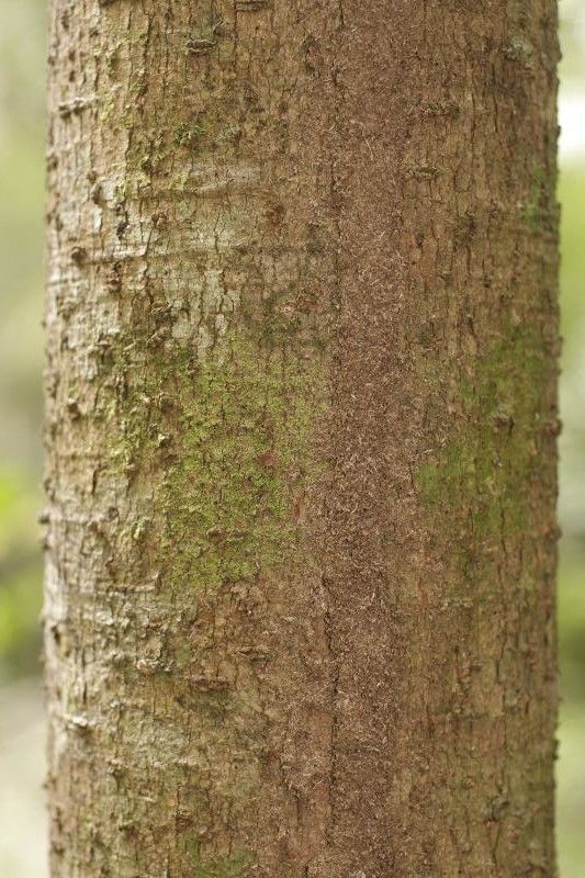 Aniba terminalis bark