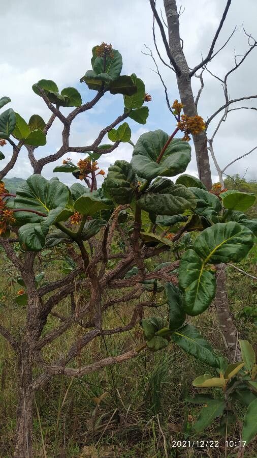 Palicourea rigida — houseplant care guide