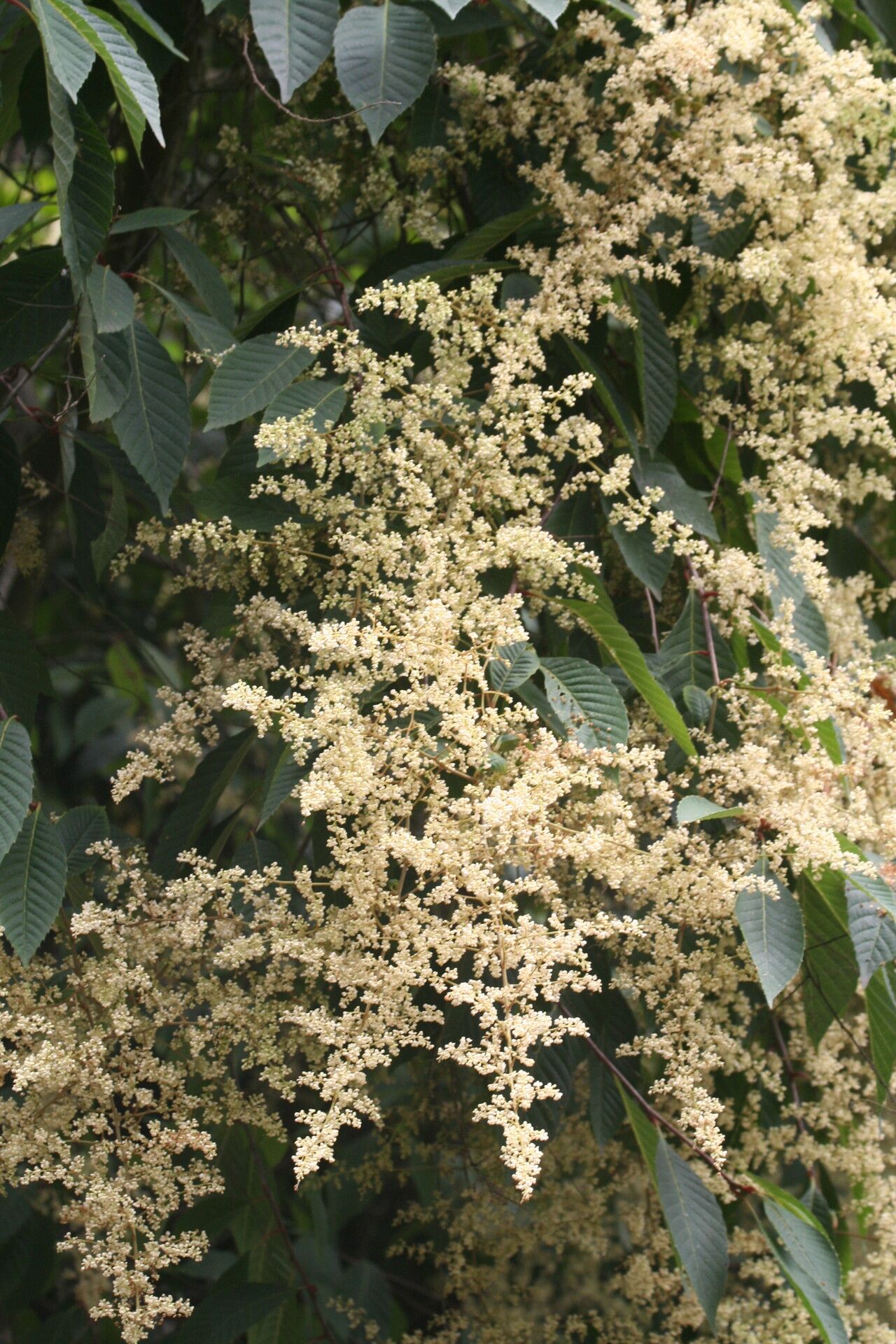 Meliosma dilleniifolia flower