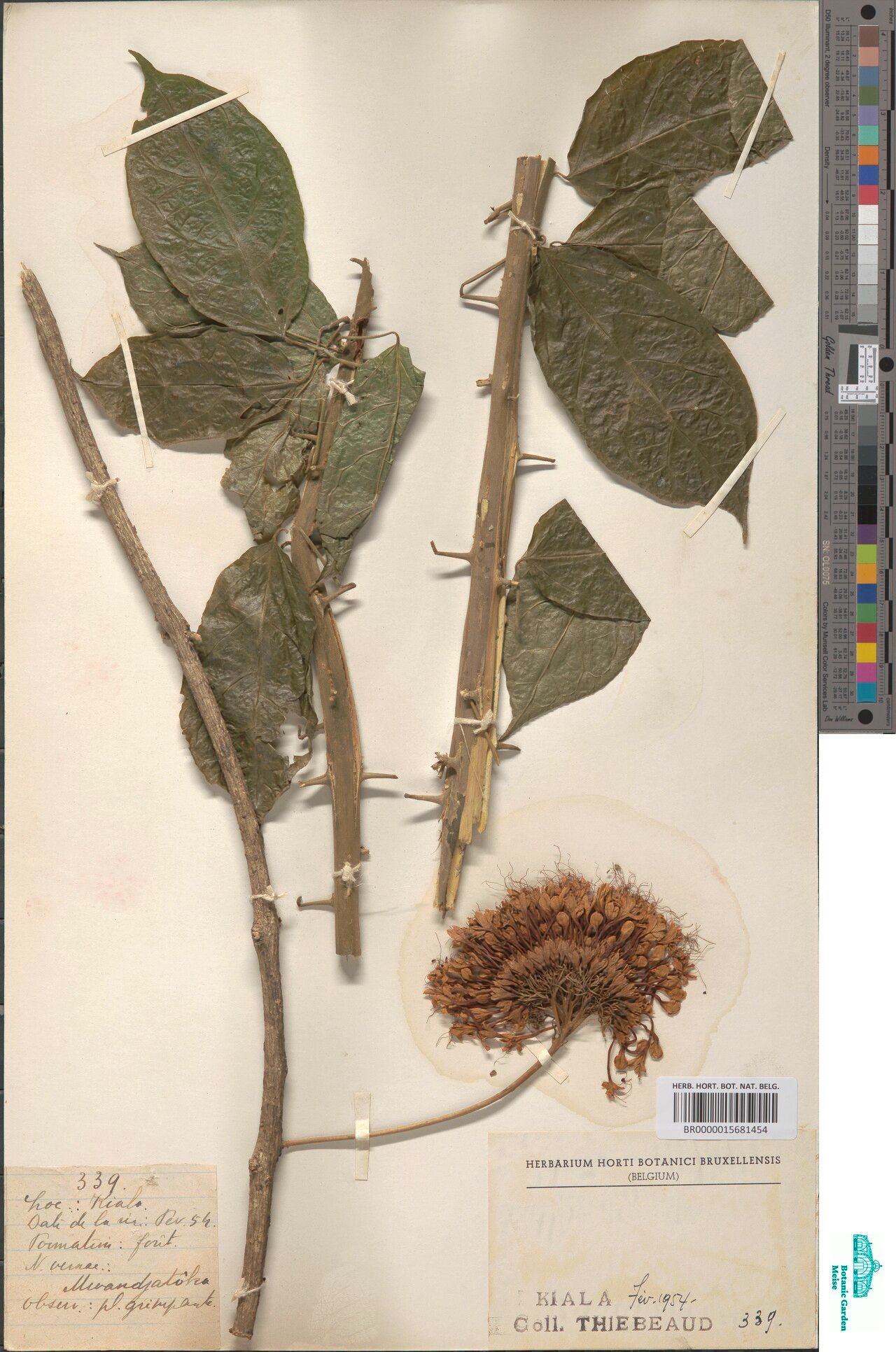 Clerodendrum dewittei — houseplant care guide