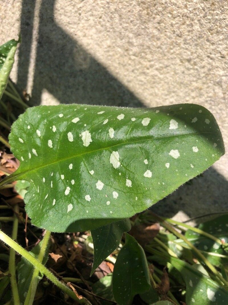 Pulmonaria vallarsae — search result for 'Pulmonaria'