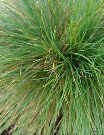 Festuca alpina — related species from the same genus