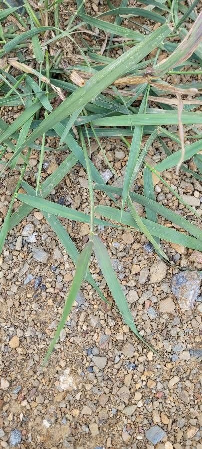 Elymus repens — search result for 'Elymus'