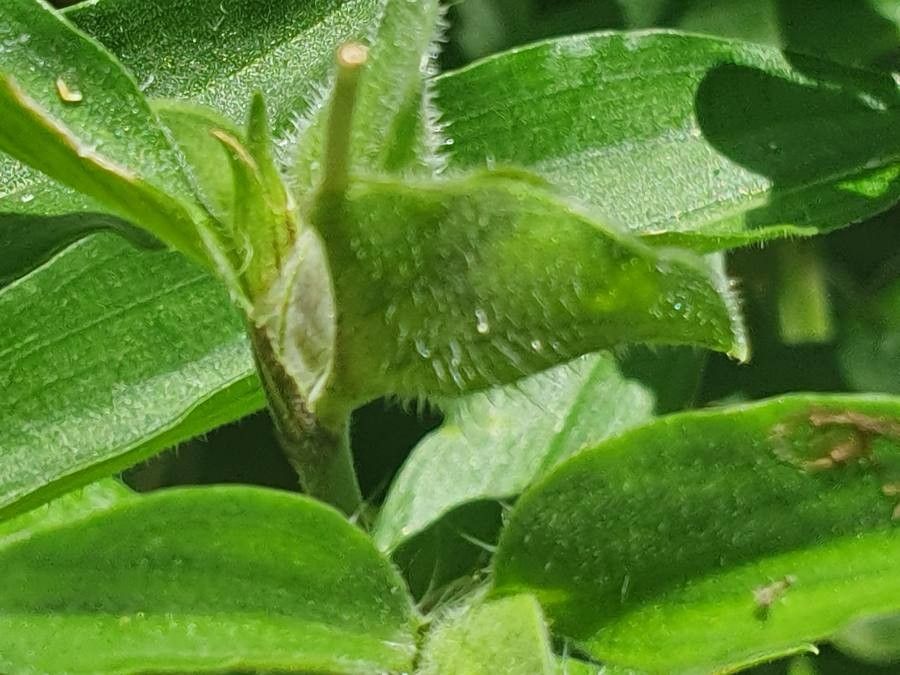 Commelina latifolia fruit