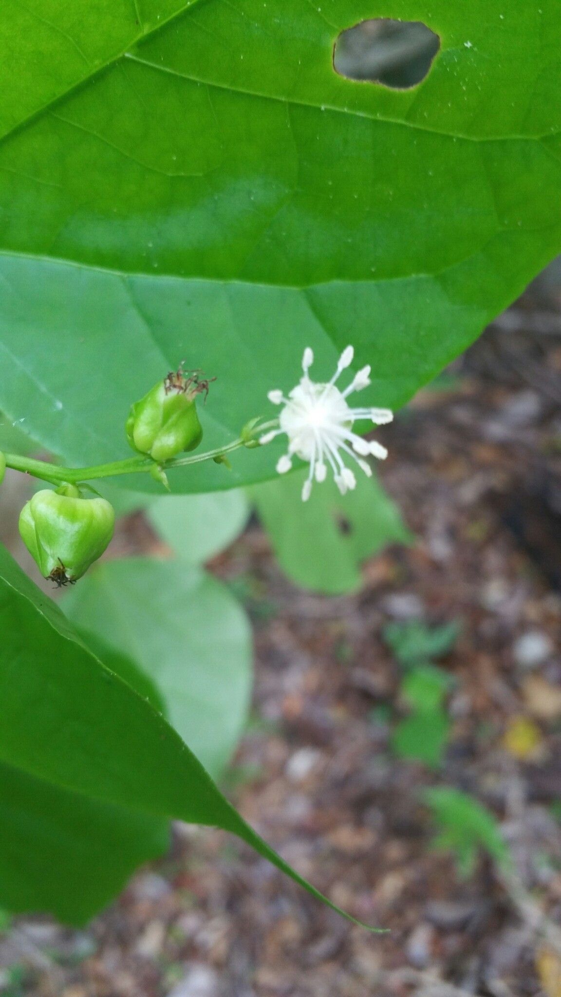 Croton bemaranus — houseplant care guide