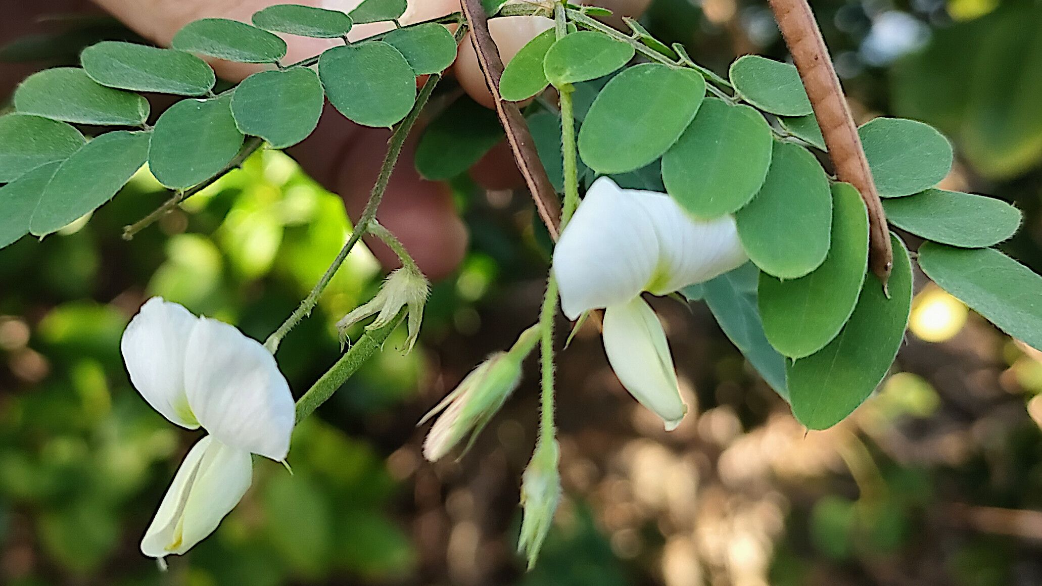 Coursetia caribaea flower