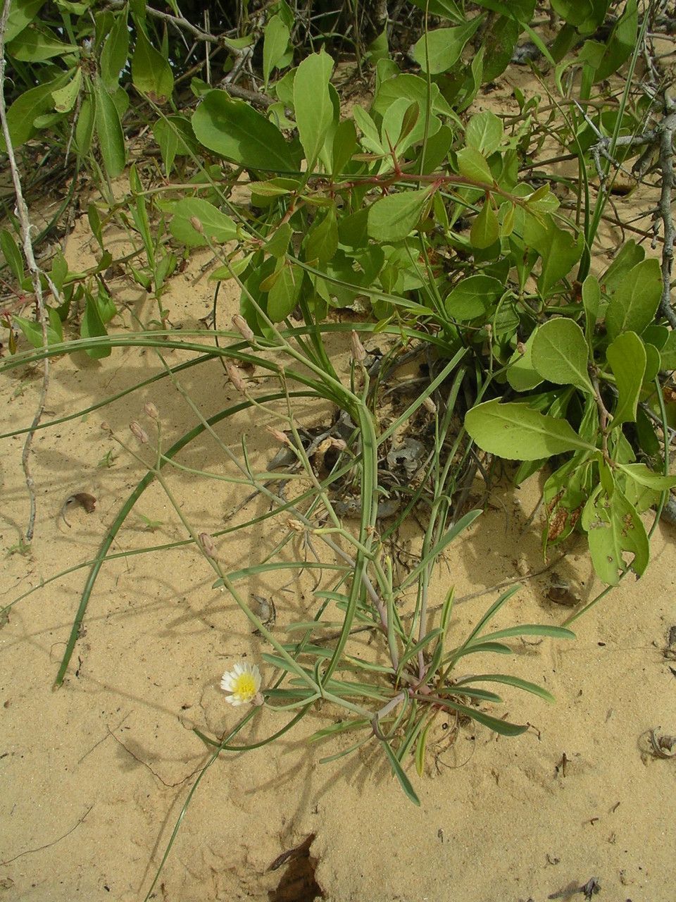 Launaea brunneri habit