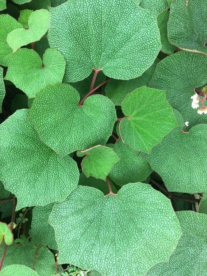 Begonia saxifraga — search result for 'Saxifraga'