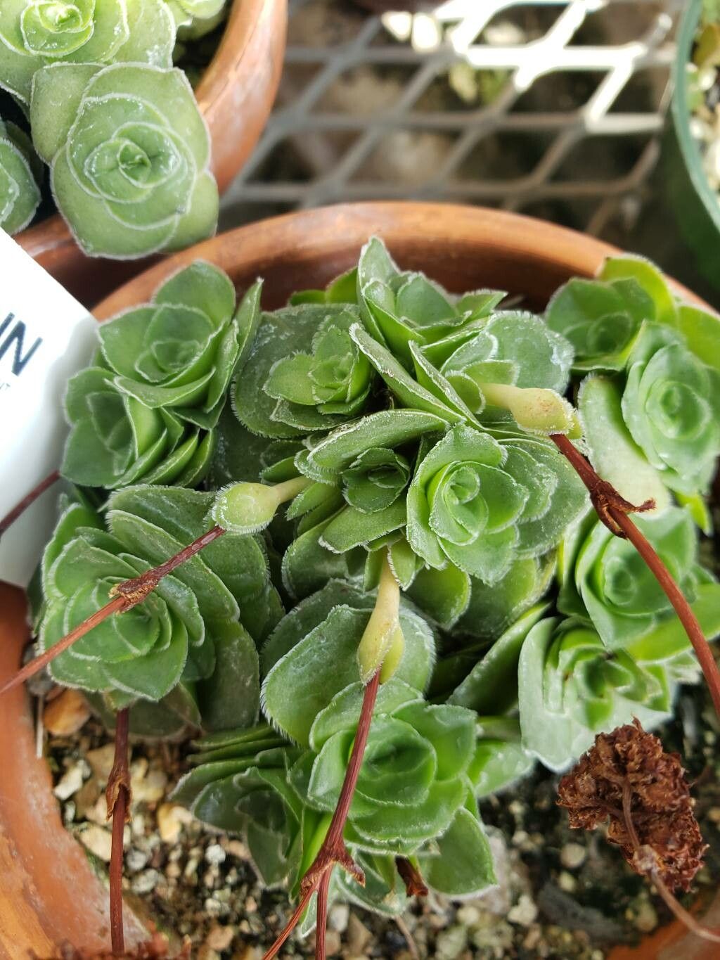 Crassula cremnophila leaf