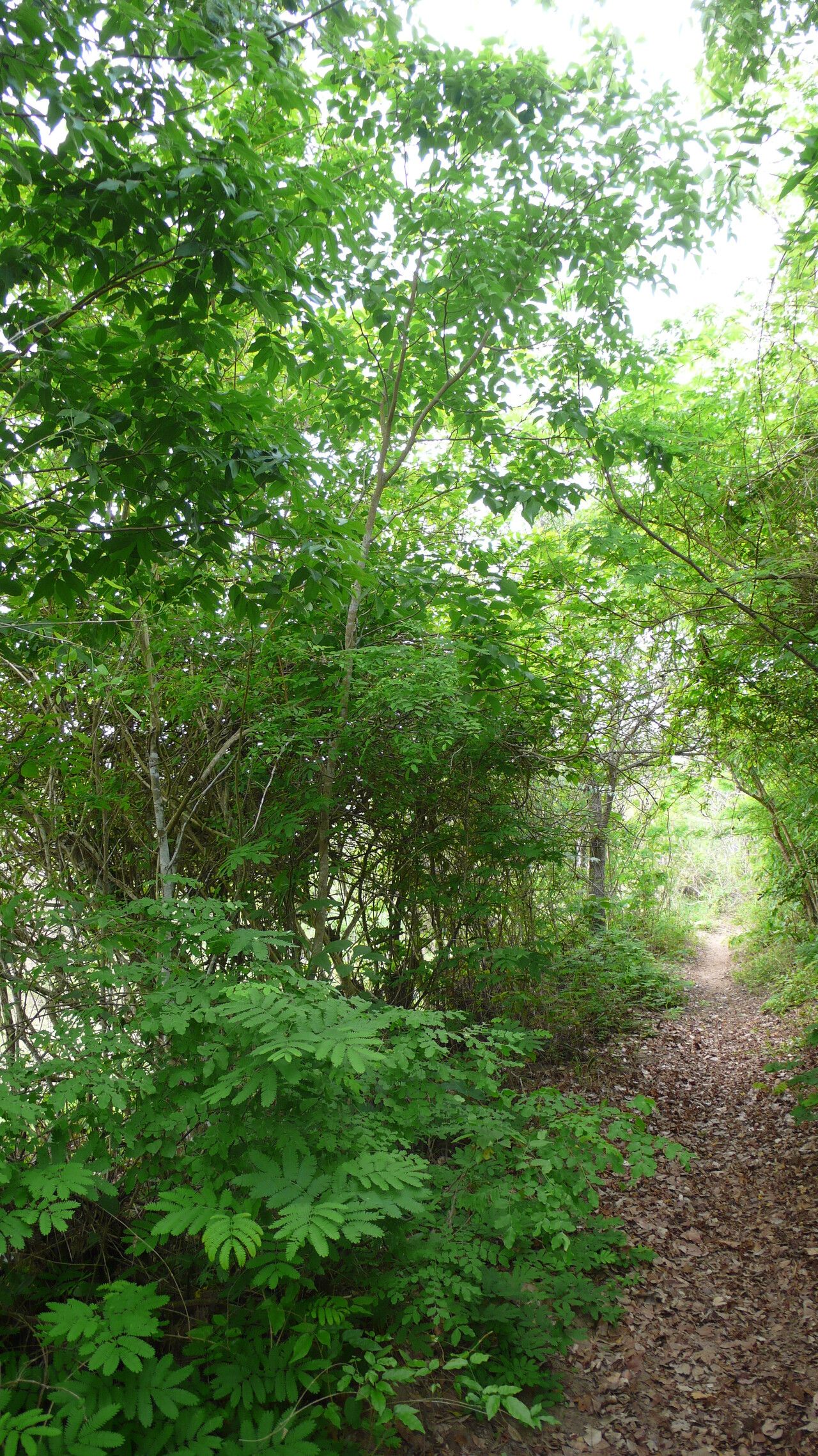 Poecilanthe ulei habit