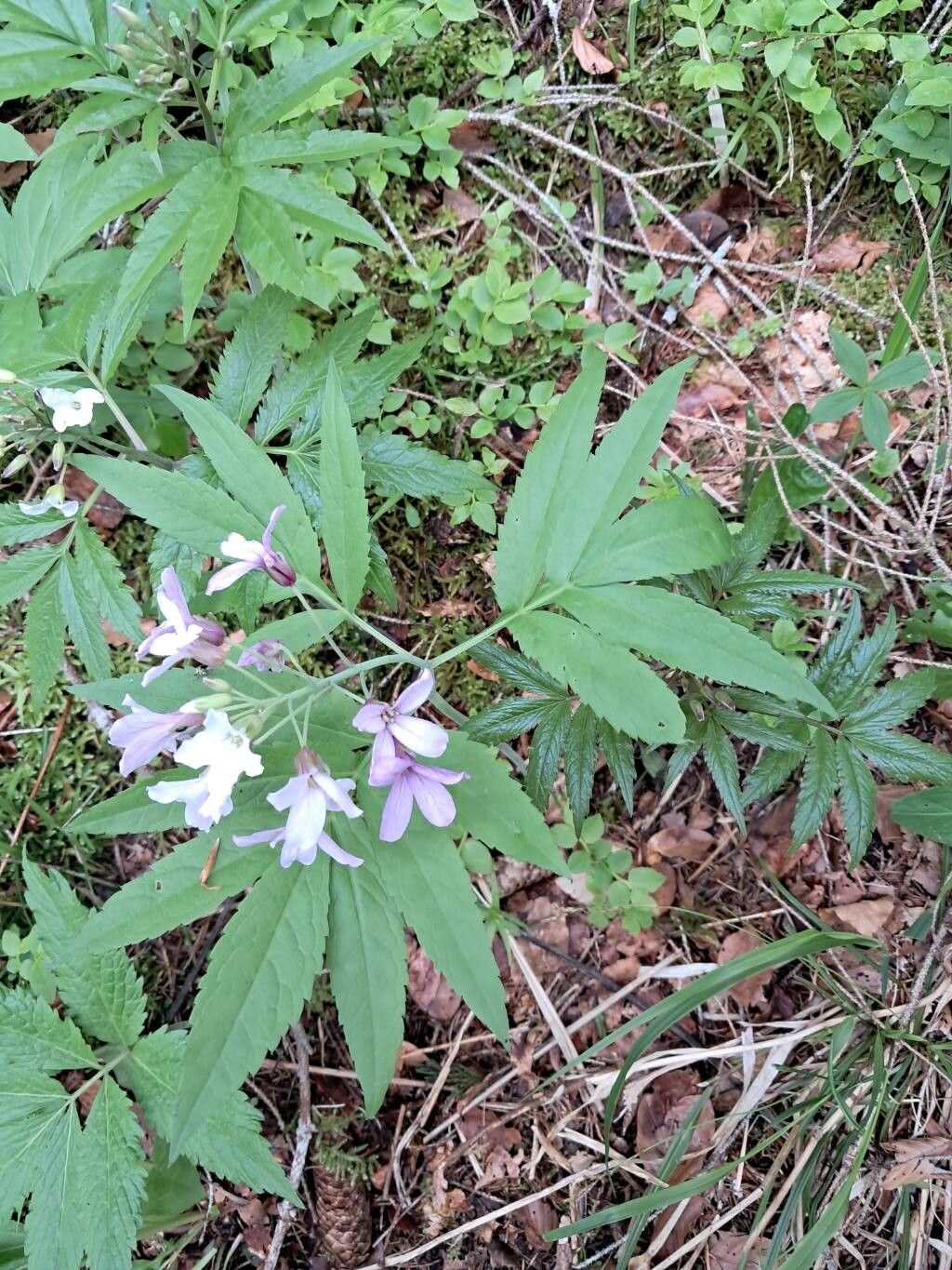 Cardamine × digenea — search result for 'Cardamine'