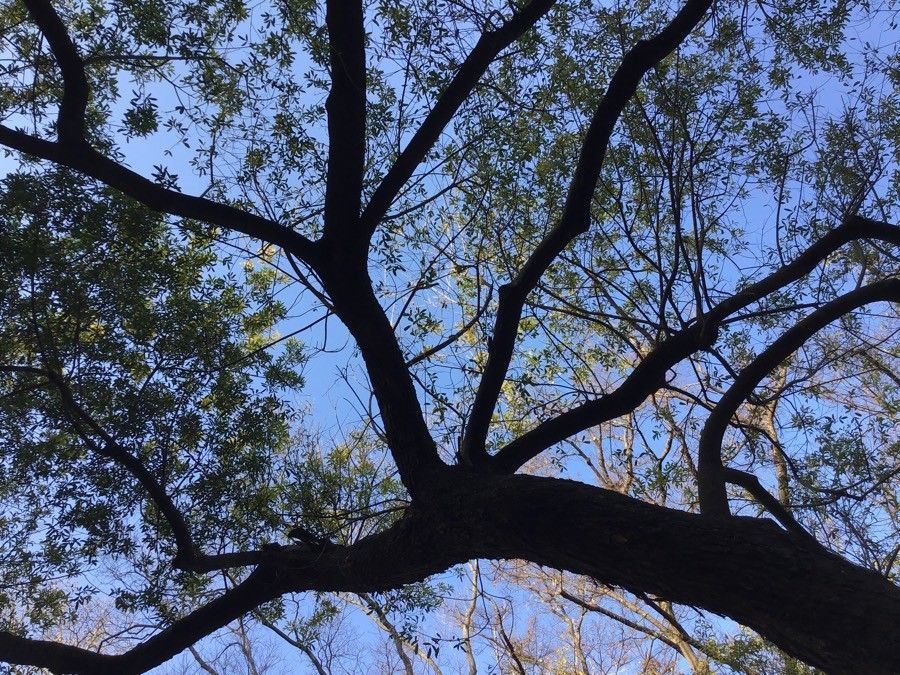 Lithraea molleoides leaf