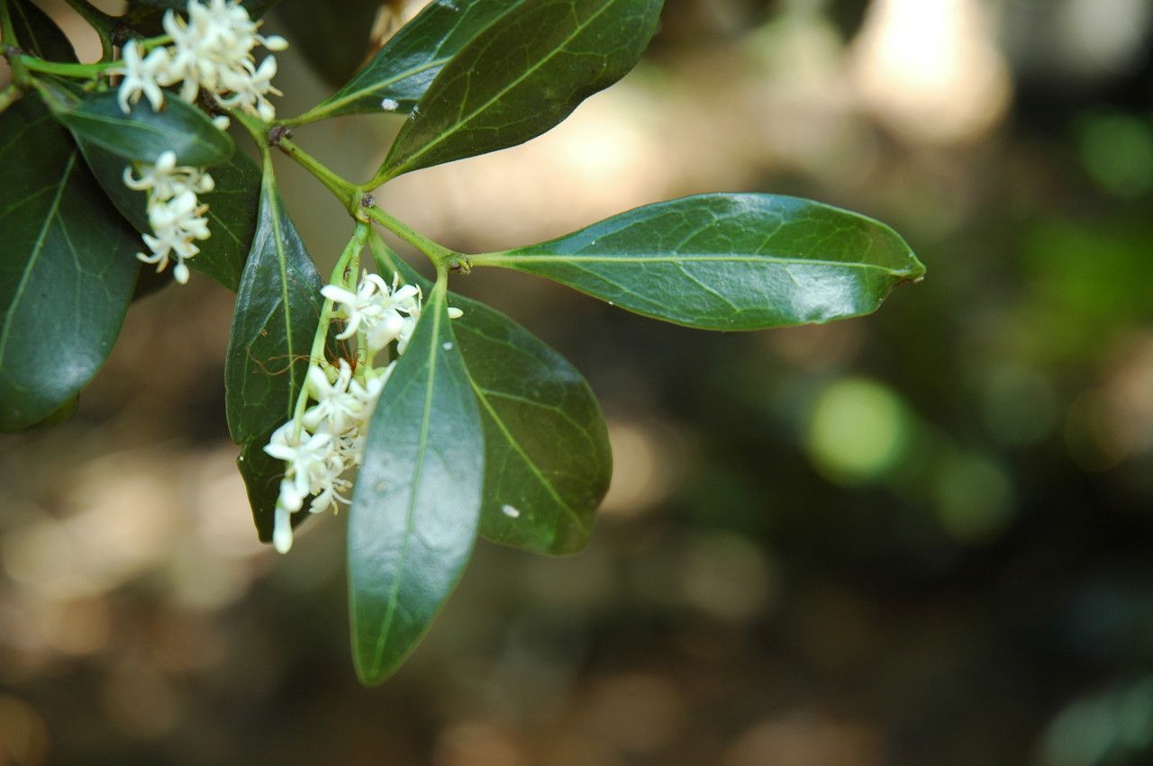 Psydrax odorata — houseplant care guide