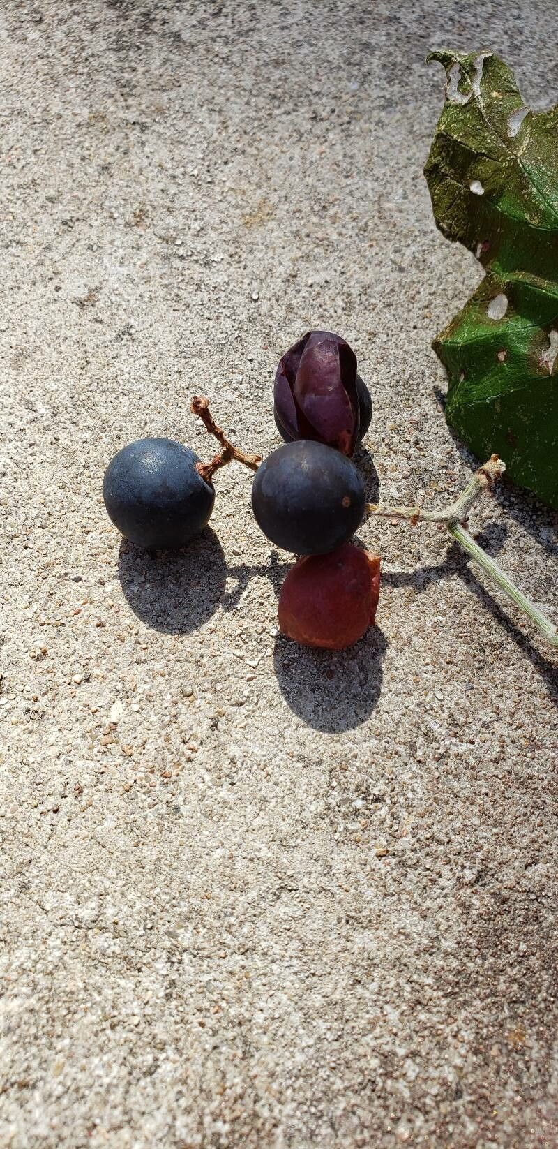 Vitis girdiana fruit