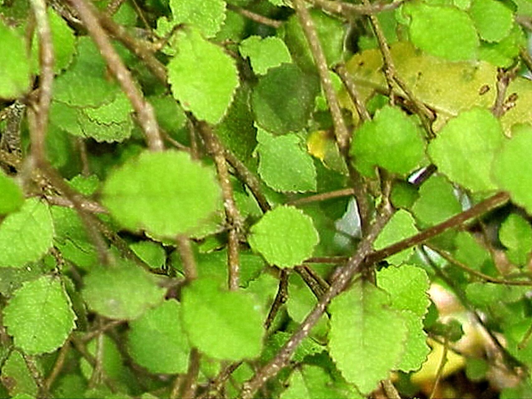 Paratrophis microphylla — related species from the same genus