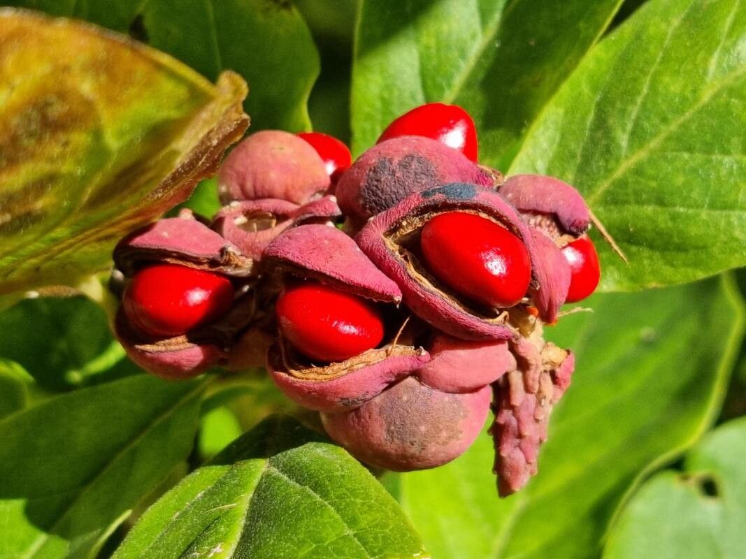 Magnolia cordata fruit