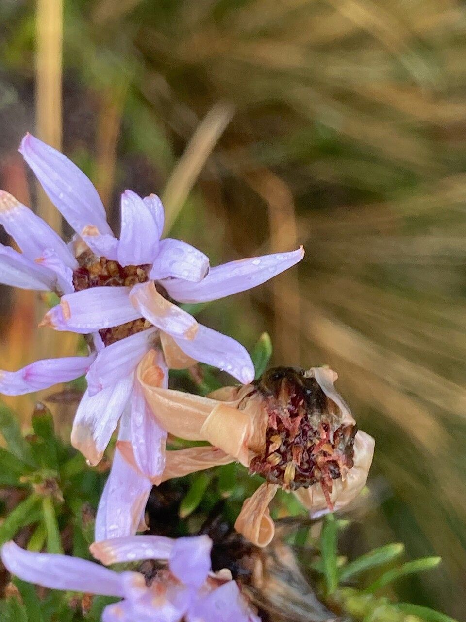 Diplostephium glandulosum flower