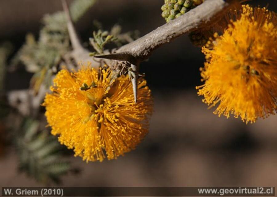 Acacia caven flower