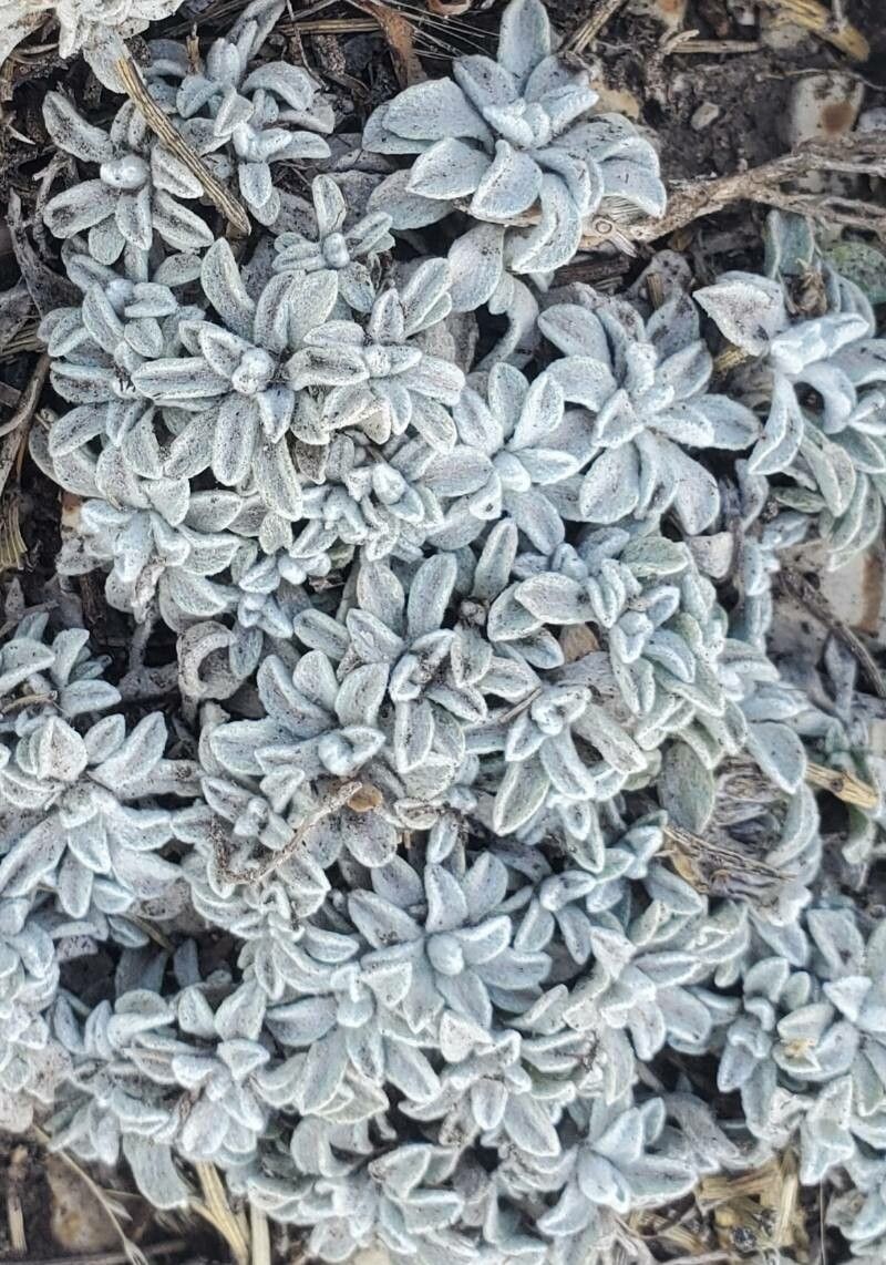 Convolvulus boissieri leaf