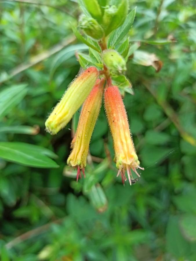 Cuphea micropetala flower