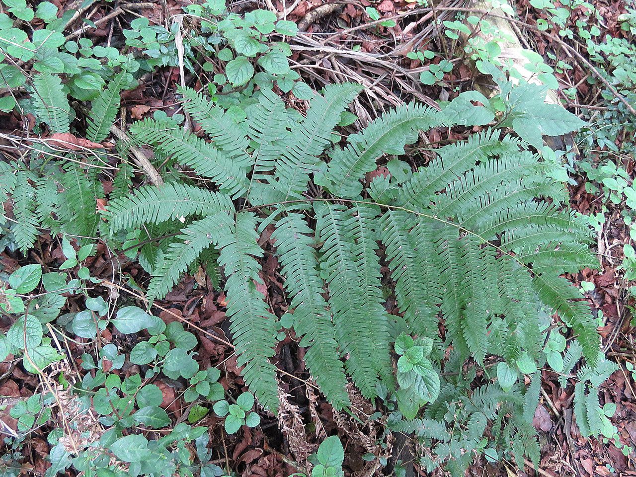 Pteris quadriaurita leaf