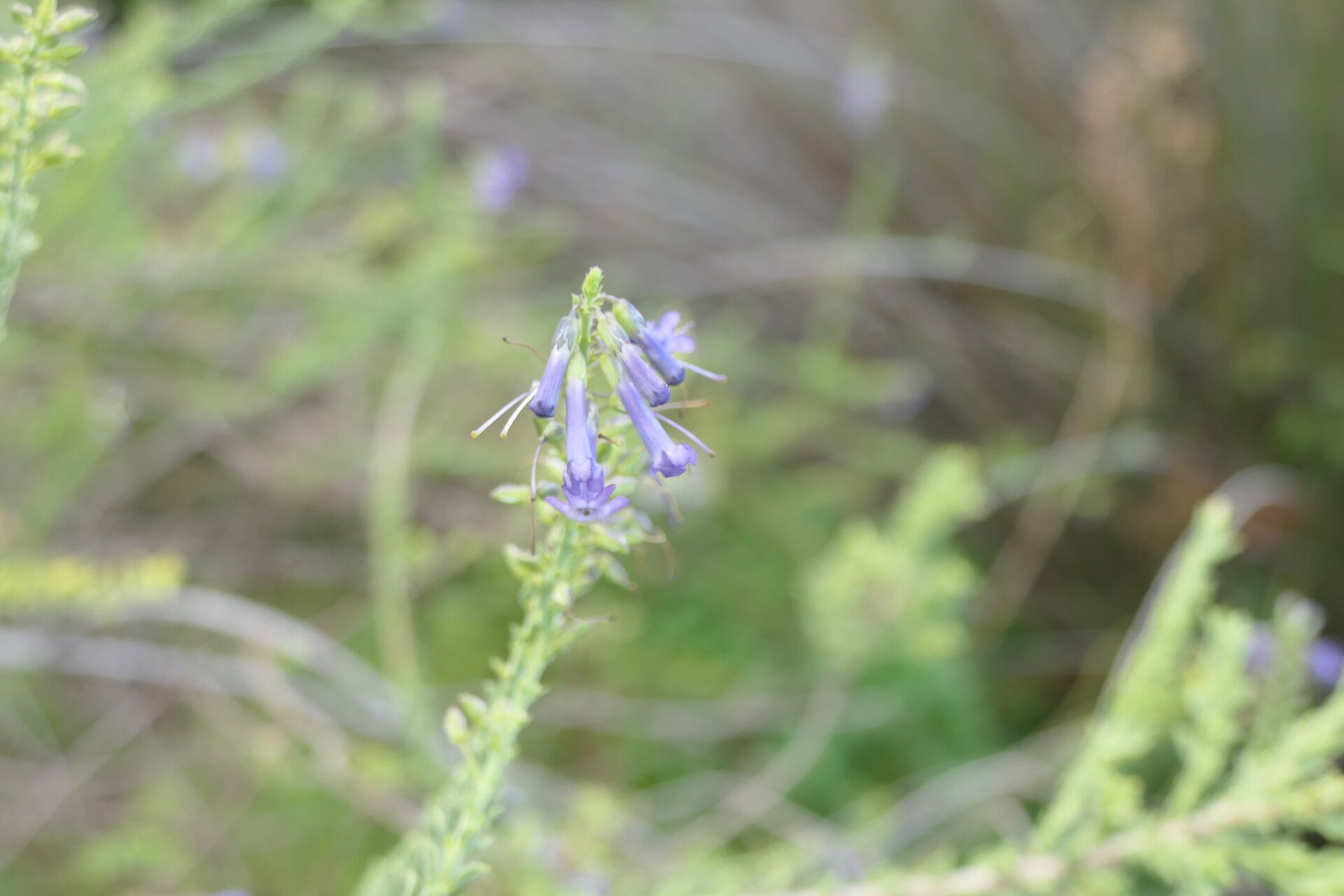 Freylinia undulata flower