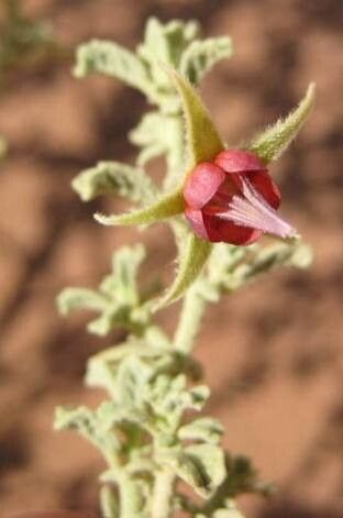 Hermannia minimifolia flower