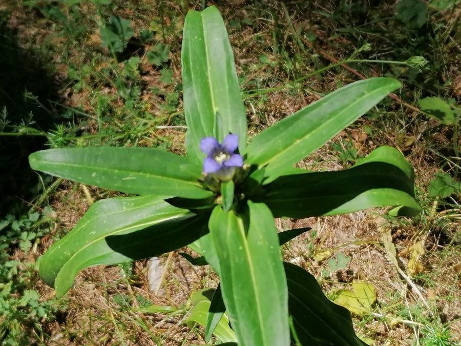 Gentiana cruciata leaf