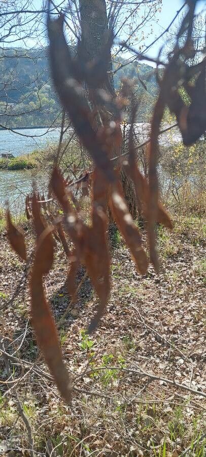 Acacia pycnantha fruit