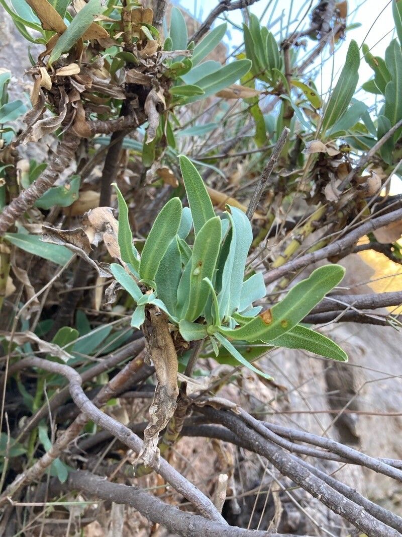 Bupleurum gibraltaricum leaf