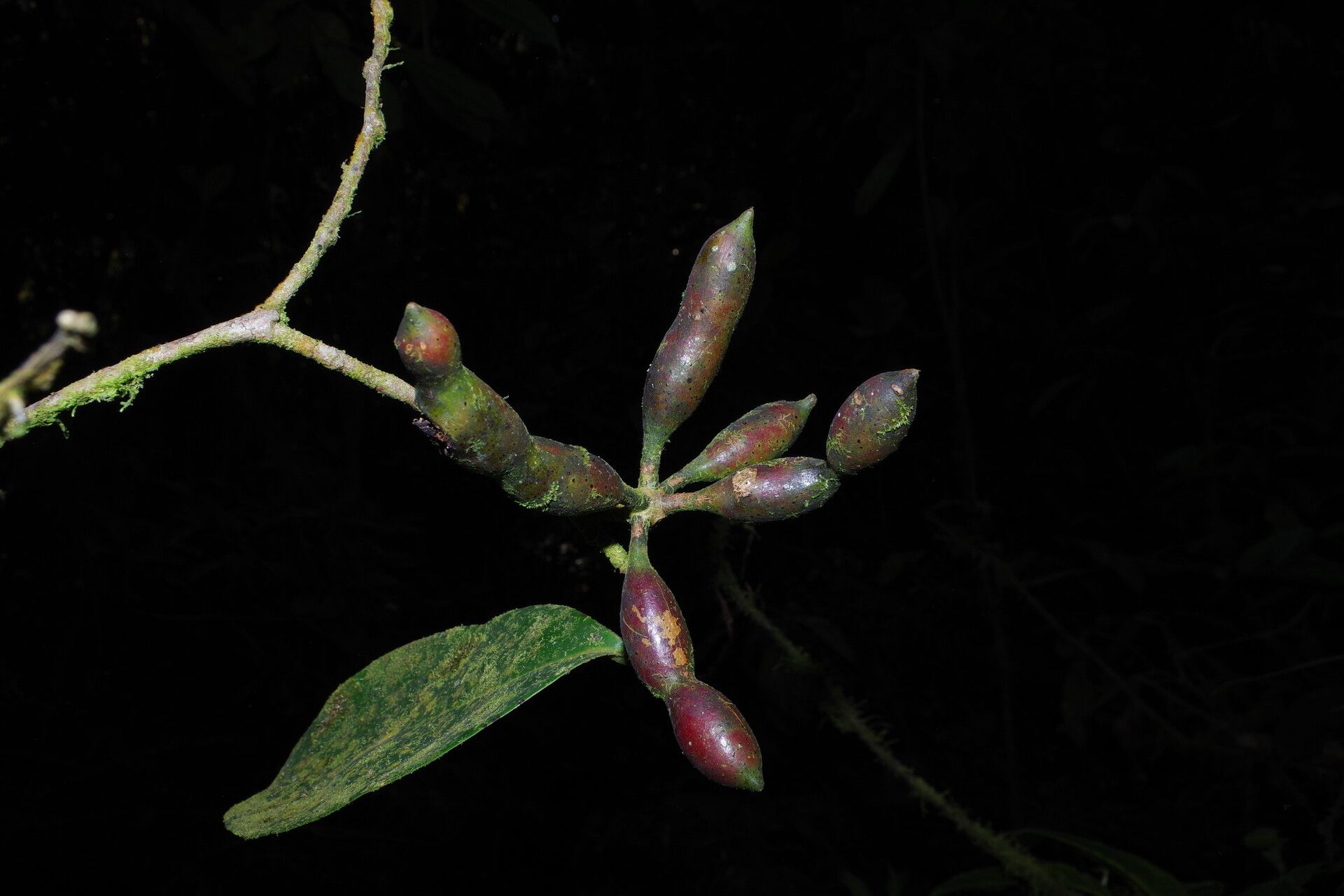 Xylopia africana fruit