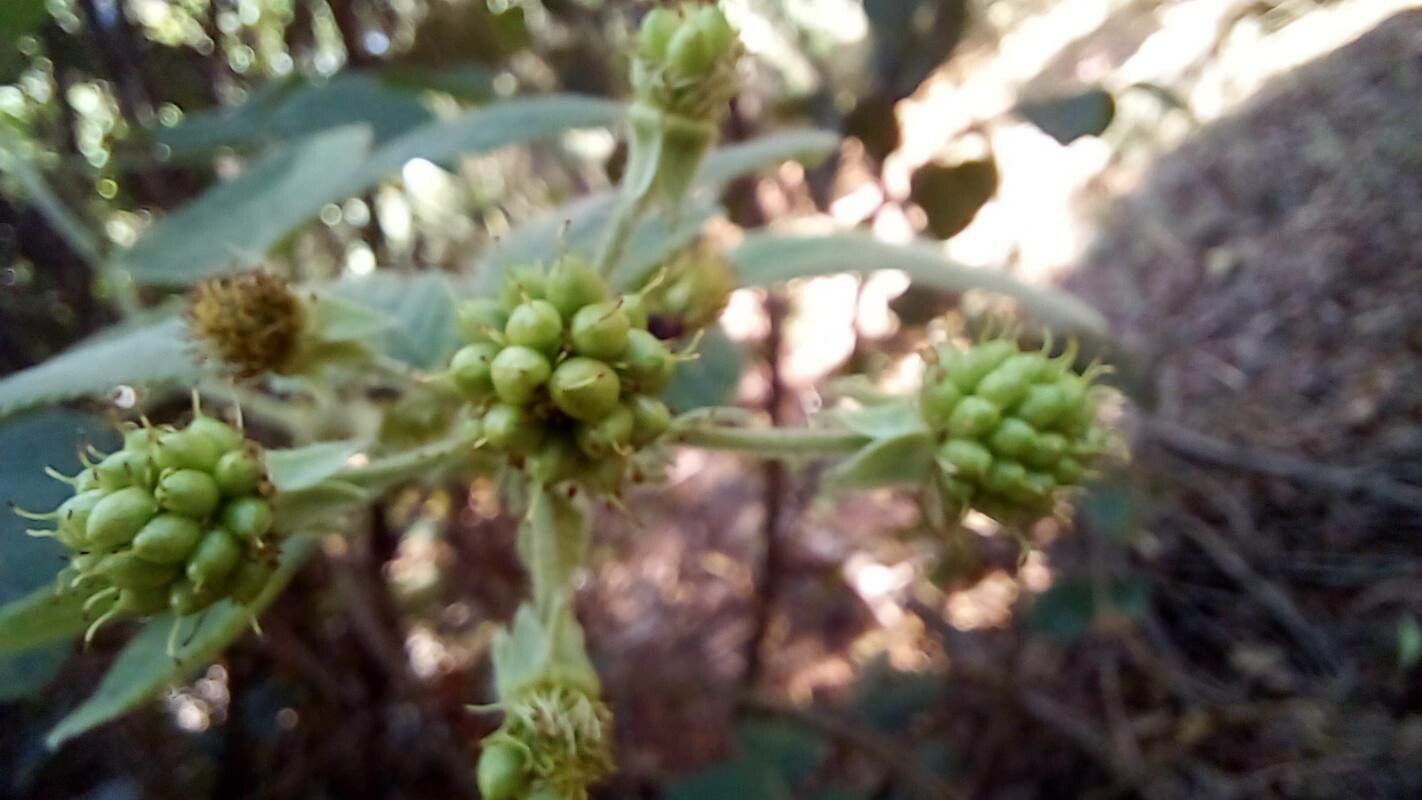Rubus brasiliensis fruit