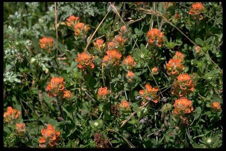 Castilleja mendocinensis habit