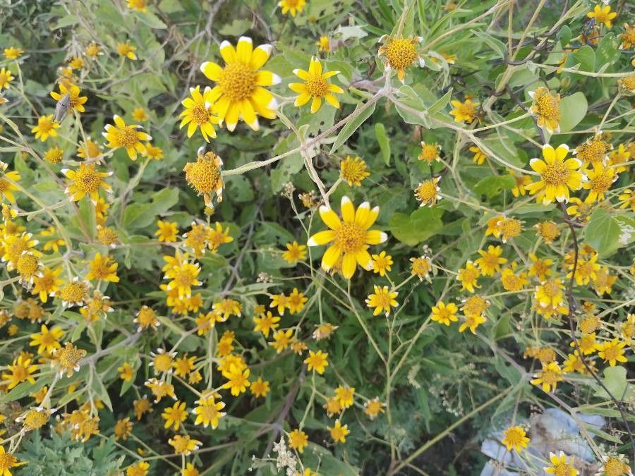 Viguiera dentata flower