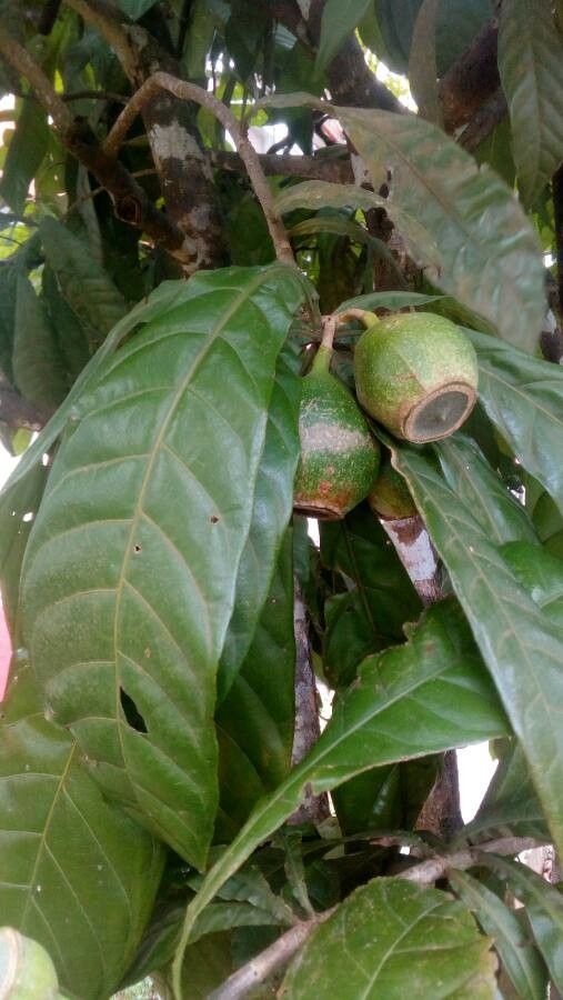 Gustavia augusta fruit