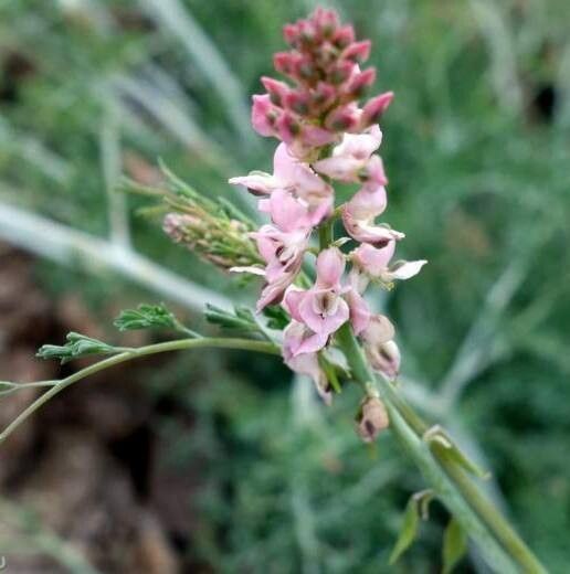 Indigofera dimidiata — search result for 'Indigofera'