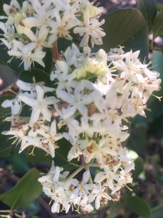 Calycophyllum multiflorum flower