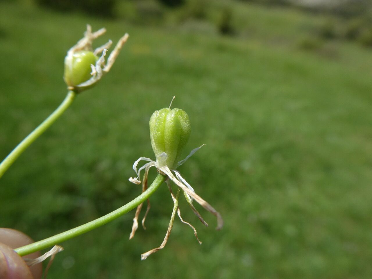 Ornithogalum orthophyllum fruit