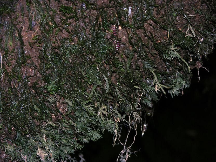 Trichomanes krausii bark