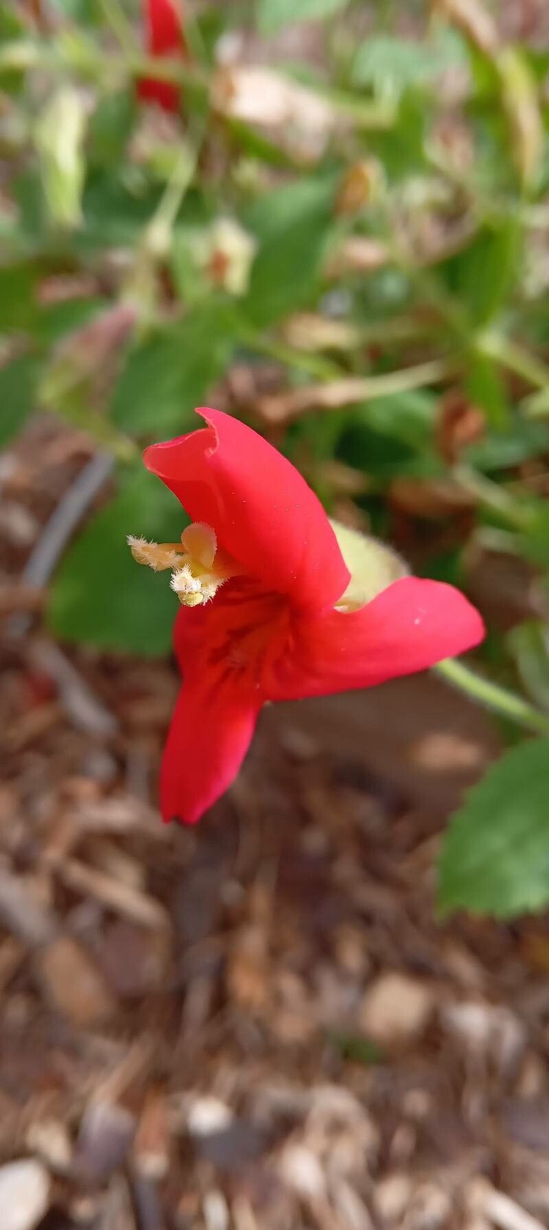 Mimulus cardinalis flower