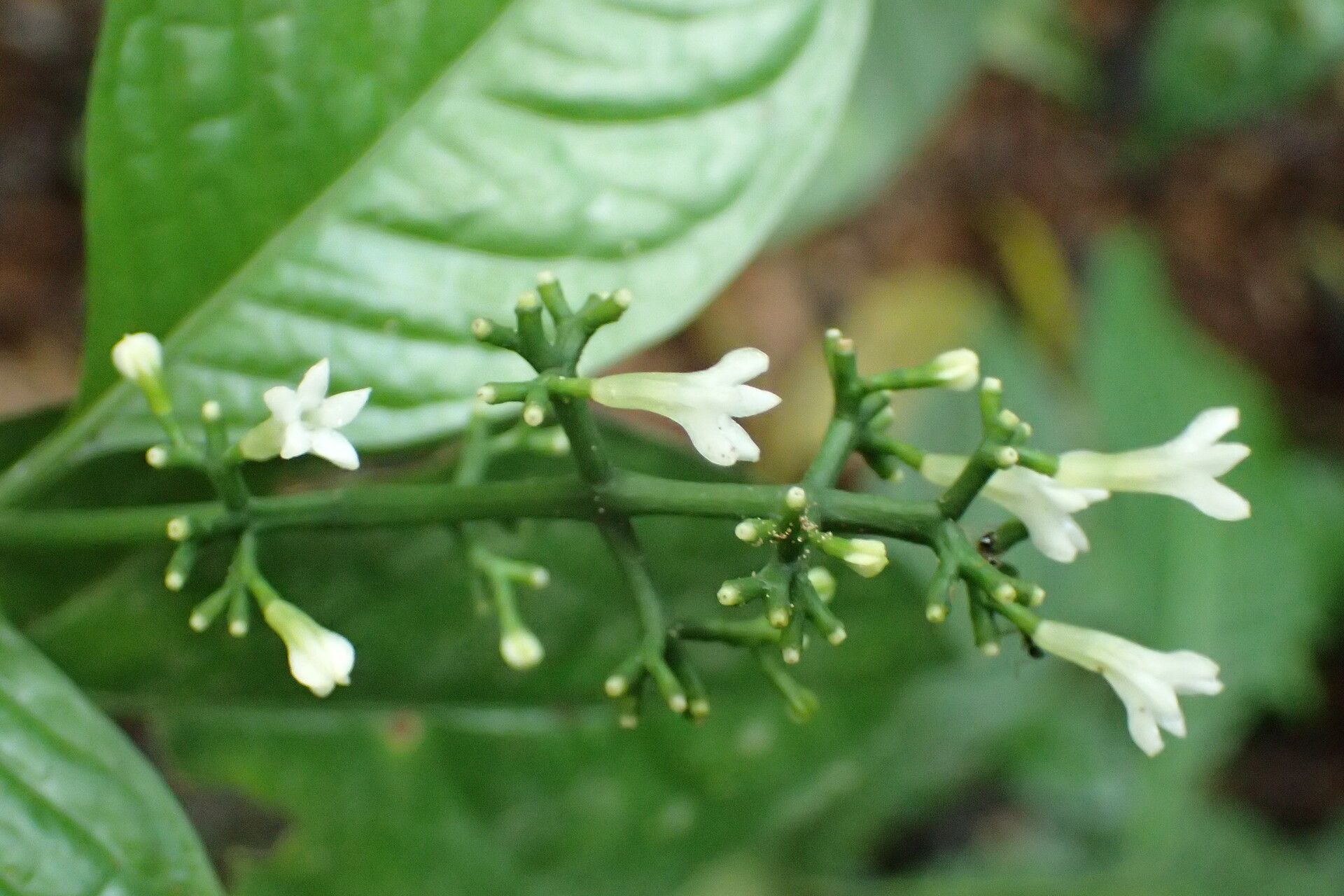 Chassalia pteropetala flower