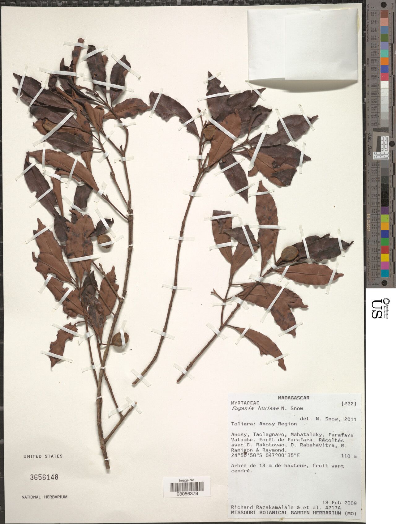 Eugenia louisae — houseplant care guide